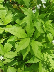 Cardamine leucantha