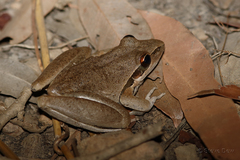 Litoria spaldingi