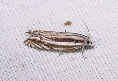 Eucosma striatana