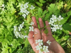 Cardamine leucantha