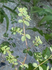 Euphorbia prostrata