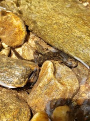 Desmognathus marmoratus