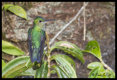 Taphrospilus hypostictus