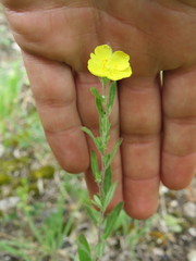 Crocanthemum bicknellii