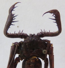 Phrynus pseudoparvulus