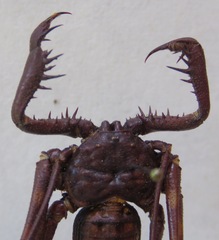 Phrynus pseudoparvulus