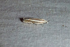 Eucosma striatana