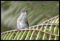 Taphrospilus hypostictus