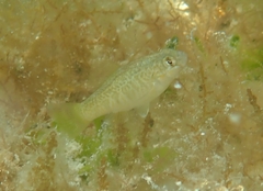 Floridichthys carpio