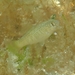 Goldspotted Killifish - Photo (c) Kent Miller, some rights reserved (CC BY-ND), uploaded by Kent Miller