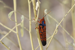 Petasida ephippigera