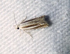 Eucosma striatana