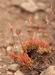 Psammotropha mucronata