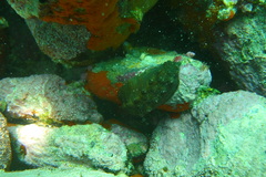 Cryptoconchus porosus