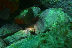 Cryptoconchus porosus