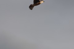 Tachycineta albilinea