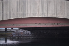 Tachycineta albilinea