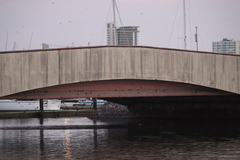 Tachycineta albilinea