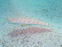 Synodus dermatogenys