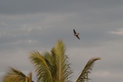 Tachycineta albilinea