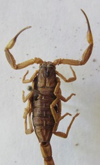 Centruroides limbatus