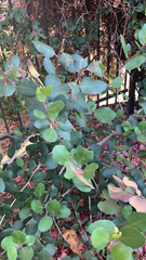 Rhus integrifolia