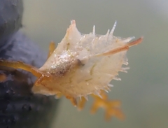 Pinctada longisquamosa