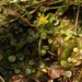 Ranunculus dregei - Photo (c) Nick Helme, alguns direitos reservados (CC BY-SA), uploaded by Nick Helme