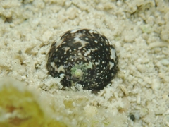 Agathistoma fasciatum