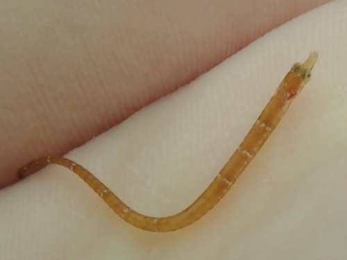 Duncker's pipefish (Bryx dunckeri) — Syngnathidae — 2