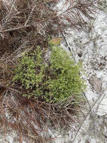 Florida nailwort (Paronychia discoveryi)