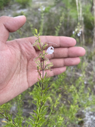 Image of Conradina grandiflora by (c) Brandon Corder, some rights reserved (CC BY)