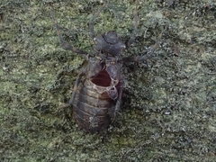 Neurocordulia yamaskanensis