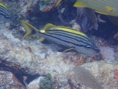 Haemulon macrostoma