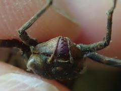 Neurocordulia yamaskanensis