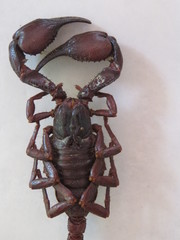 Scorpionidae
