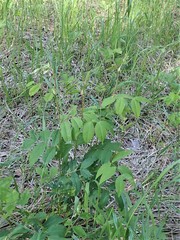 Vicia venosa baicalensis