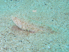 Synodus dermatogenys