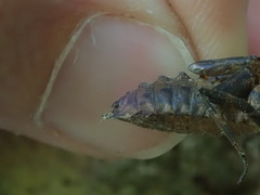 Neurocordulia yamaskanensis