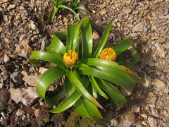 Bulbinella rossii