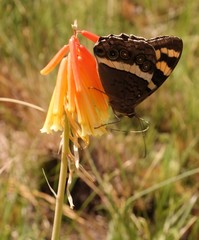 Aeropetes tulbaghia