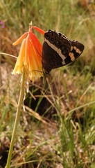 Aeropetes tulbaghia