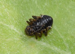 Xanthonia decemnotata