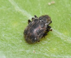 Xanthonia decemnotata