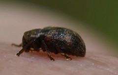 Xanthonia decemnotata