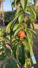 Prunus persica nucipersica