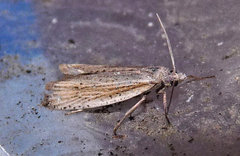 Eucosma ambodaidaleia