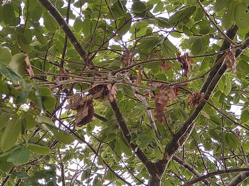 Florida fishpoison tree (Piscidia piscipula)