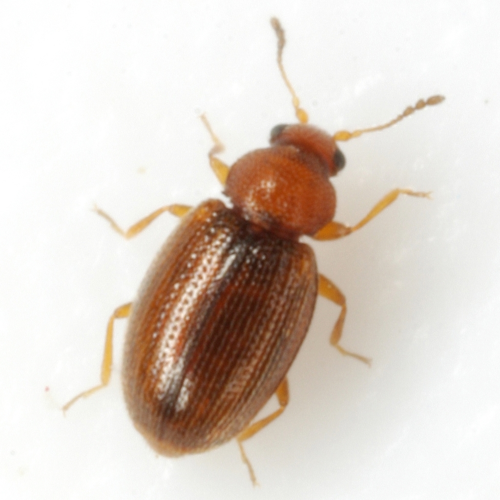 Corticariinae