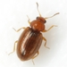 Corticariinae - Photo (c) Mike Quinn, Austin, TX, some rights reserved (CC BY-NC), uploaded by Mike Quinn, Austin, TX